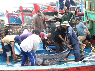 Ngư dân Phú Yên thu hoạch cá ngừ trong vùng biển thuộc chủ quyền Việt Nam