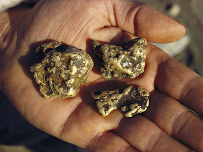 Những lớp vàng do vi khuẩn Delftia acidovorans tạo ra trên các mẩu quặng vàng. Ảnh: National Geographic. Những lớp vàng do vi khuẩn Delftia acidovorans tạo ra trên các mẩu quặng vàng. Ảnh: National Geographic