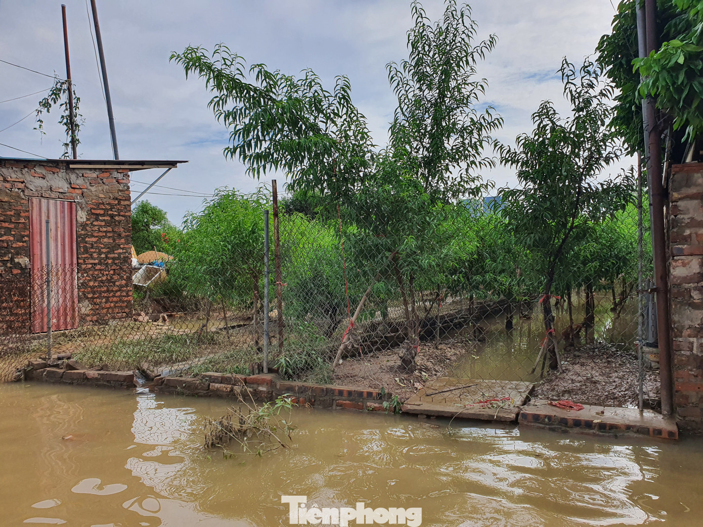 Nước lũ dâng cao cũng khiến toàn bộ vườn đào của các hộ dân bị ngâm nước nhiều ngày.