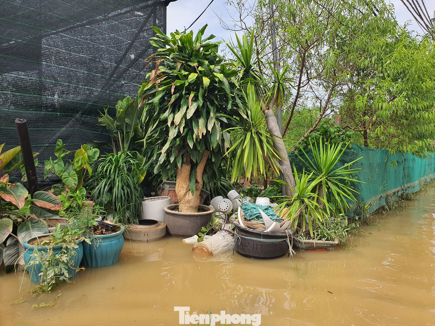 Cũng theo anh Lực, những khu vực nào mà cây bị ngâm nước ít ngày, còn có khả năng cứu được. Tuy nhiên, anh Lực nhận định phần lớn hoa và cây cảnh ở vườn đào Nhật Tân đều sẽ chết ngay khi lũ rút, do đó thiệt hại vô cùng nặng nề.