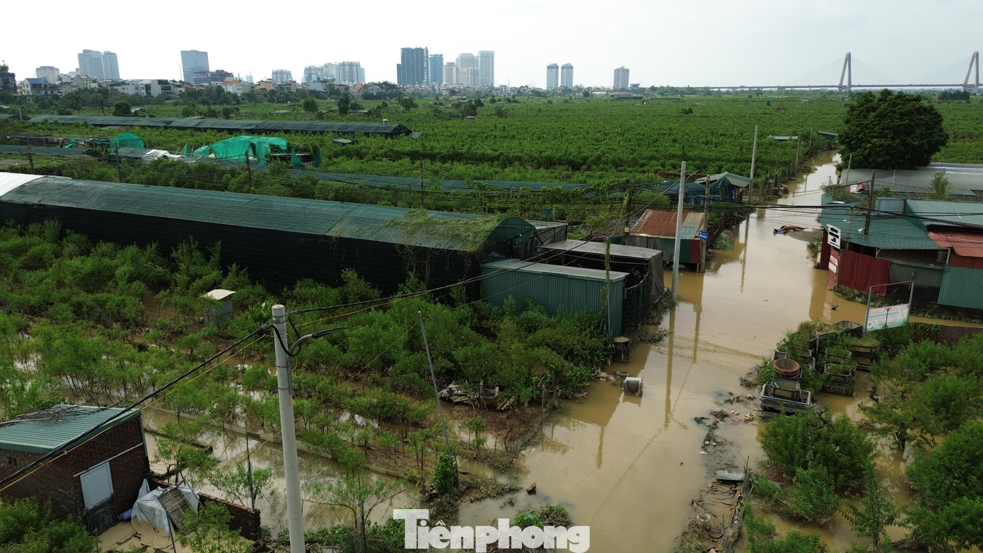 Cũng theo anh Lực, những khu vực nào mà cây bị ngâm nước ít ngày, còn có khả năng cứu được. Tuy nhiên, anh Lực nhận định phần lớn hoa và cây cảnh ở vườn đào Nhật Tân đều sẽ chết ngay khi lũ rút, do đó thiệt hại vô cùng nặng nề.