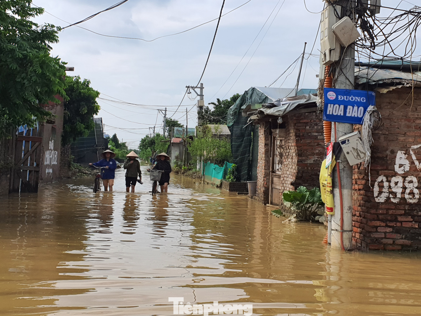 Theo các nông dân, họ chăm bẵm vườn đào cả năm, chỉ trông chờ vào mùa Tết để bán đào thu hồi vốn. Tuy nhiên, lũ lụt đã mang tất cả hi vọng của họ trôi theo dòng nước.