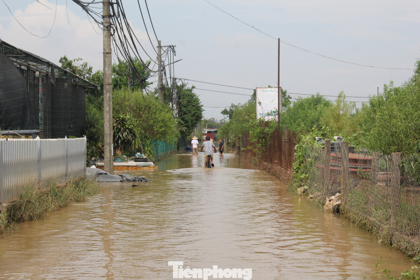 Trao đổi với Tiền Phong, anh Cao Văn Lực (Người làm việc tại vườn đào Nhật Tân) cho biết, hoa và đào sau khi bị lũ ngâm nhiều ngày sẽ bị úng rễ, khi nước rút và nắng lên sẽ lập tức bị héo rồi chết.