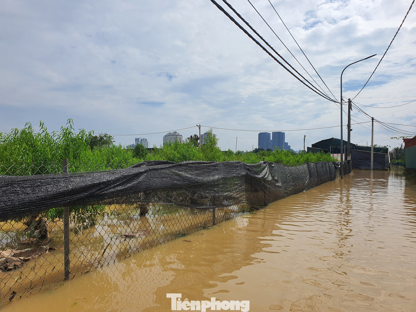 Nước lũ dâng cao cũng khiến toàn bộ vườn đào của các hộ dân bị ngâm nước nhiều ngày.