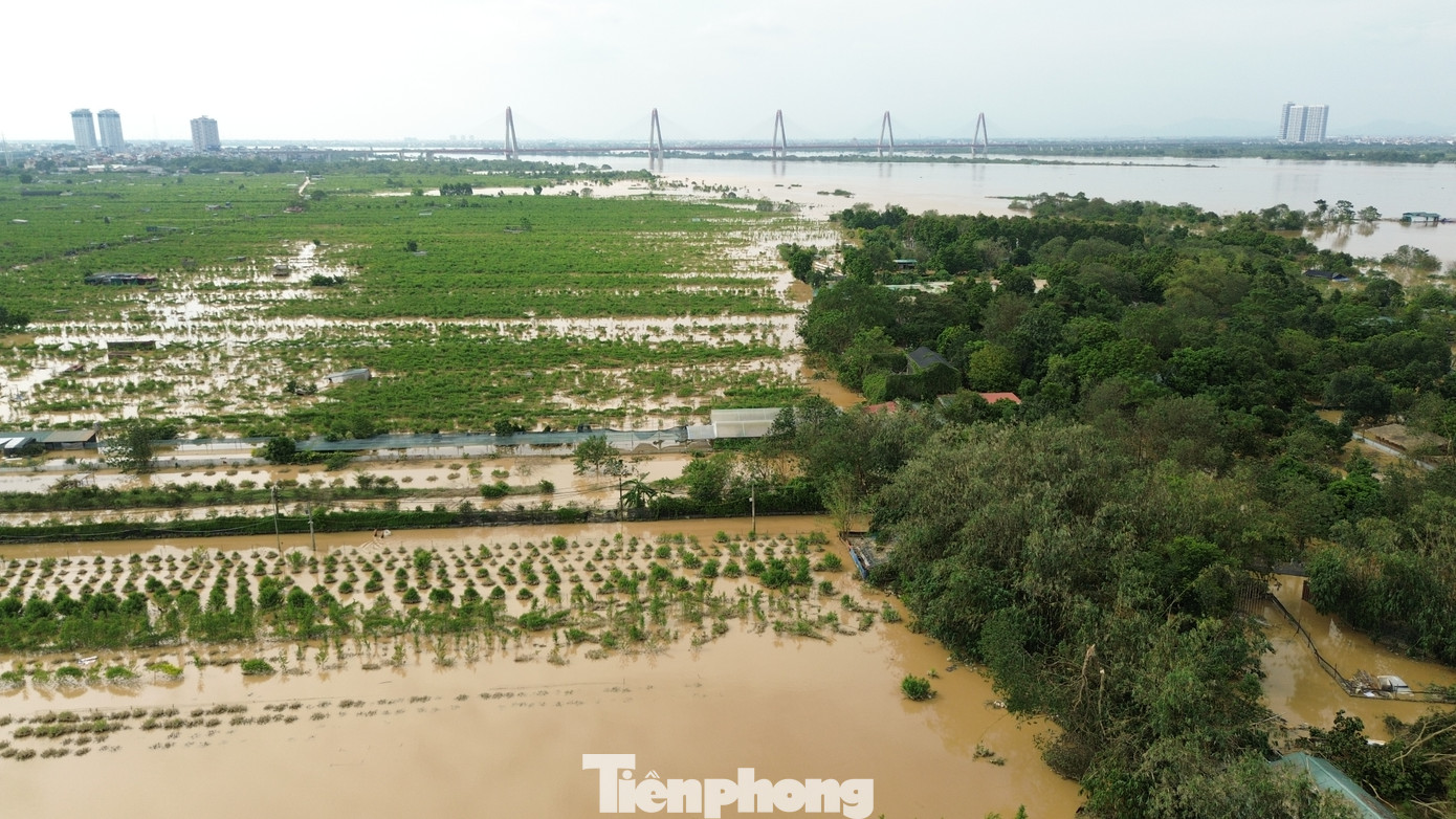 Cùng chung số phận với vườn hoa bãi đá sông Hồng là vườn đào Nhật Tân ở cùng khu vực.