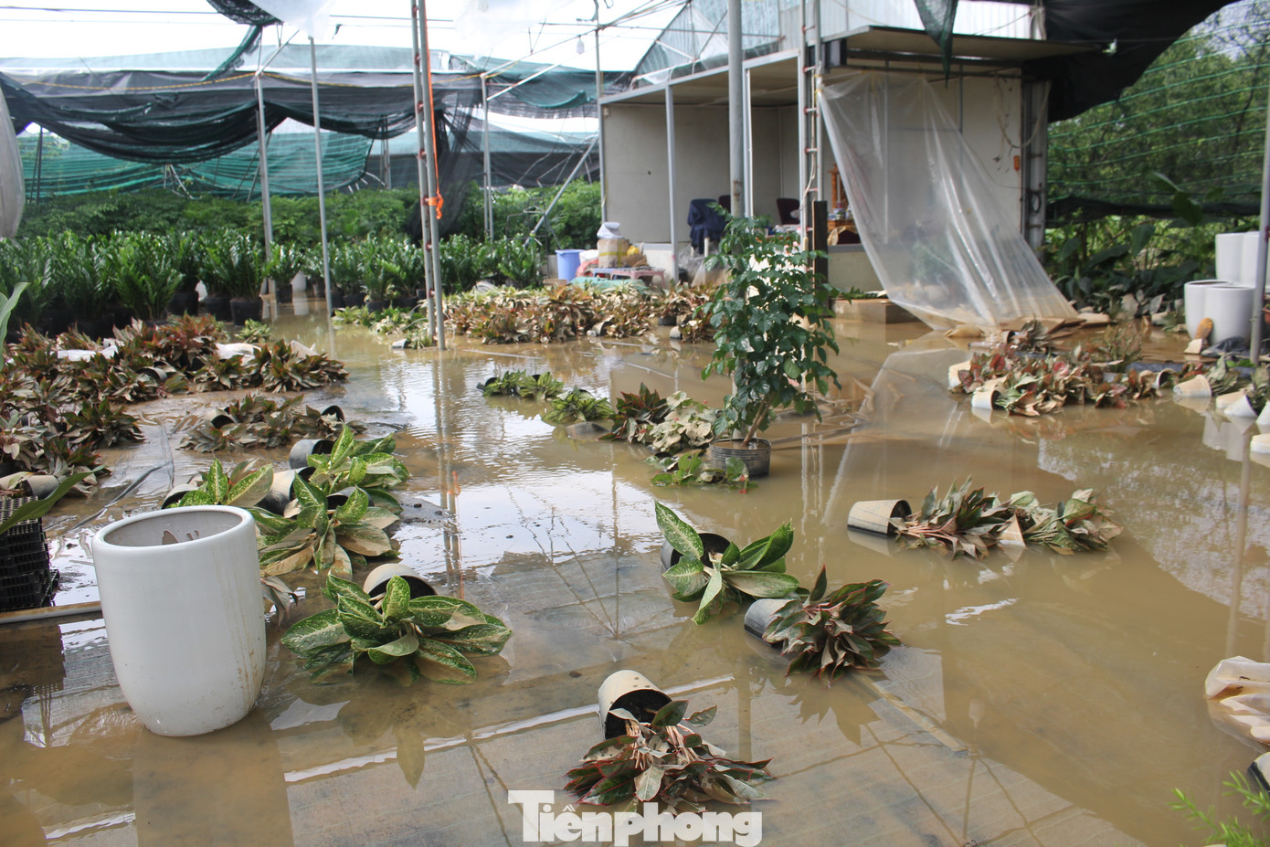 Trao đổi với Tiền Phong, anh Cao Văn Lực (Người làm việc tại vườn đào Nhật Tân) cho biết, hoa và đào sau khi bị lũ ngâm nhiều ngày sẽ bị úng rễ, khi nước rút và nắng lên sẽ lập tức bị héo rồi chết.