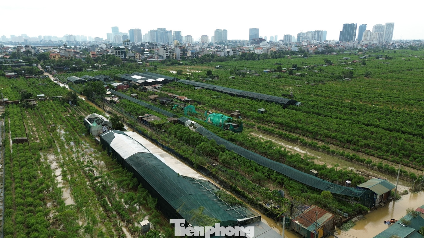 Cùng chung số phận với vườn hoa bãi đá sông Hồng là vườn đào Nhật Tân ở cùng khu vực.