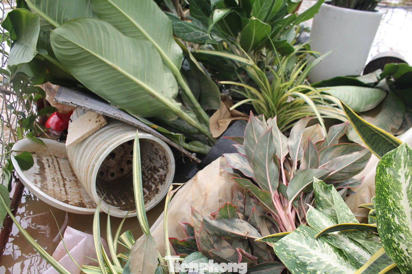 Trao đổi với Tiền Phong, anh Cao Văn Lực (Người làm việc tại vườn đào Nhật Tân) cho biết, hoa và đào sau khi bị lũ ngâm nhiều ngày sẽ bị úng rễ, khi nước rút và nắng lên sẽ lập tức bị héo rồi chết.