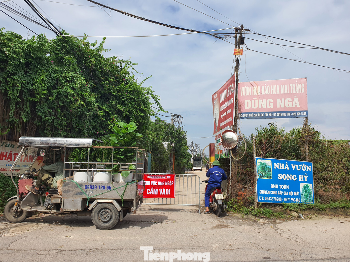 Theo các nông dân, họ chăm bẵm vườn đào cả năm, chỉ trông chờ vào mùa Tết để bán đào thu hồi vốn. Tuy nhiên, lũ lụt đã mang tất cả hi vọng của họ trôi theo dòng nước.
