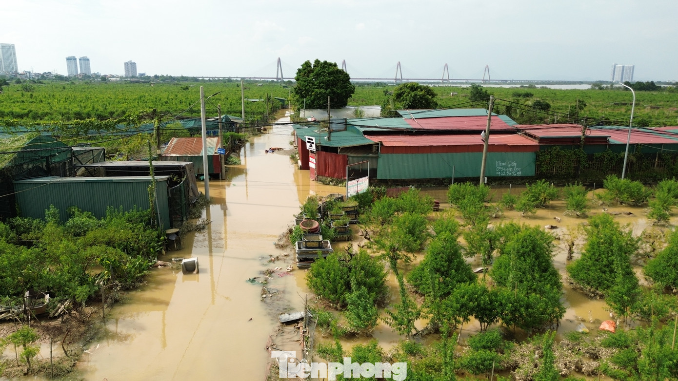 Cũng theo anh Lực, những khu vực nào mà cây bị ngâm nước ít ngày, còn có khả năng cứu được. Tuy nhiên, anh Lực nhận định phần lớn hoa và cây cảnh ở vườn đào Nhật Tân đều sẽ chết ngay khi lũ rút, do đó thiệt hại vô cùng nặng nề.