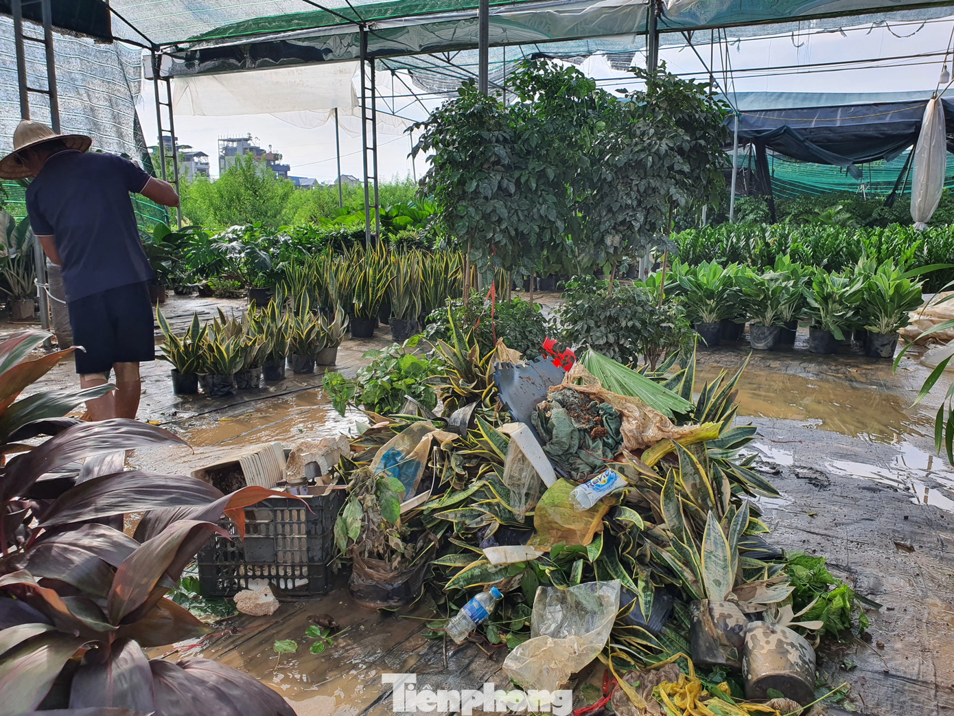 Cũng theo anh Lực, những khu vực nào mà cây bị ngâm nước ít ngày, còn có khả năng cứu được. Tuy nhiên, anh Lực nhận định phần lớn hoa và cây cảnh ở vườn đào Nhật Tân đều sẽ chết ngay khi lũ rút, do đó thiệt hại vô cùng nặng nề.