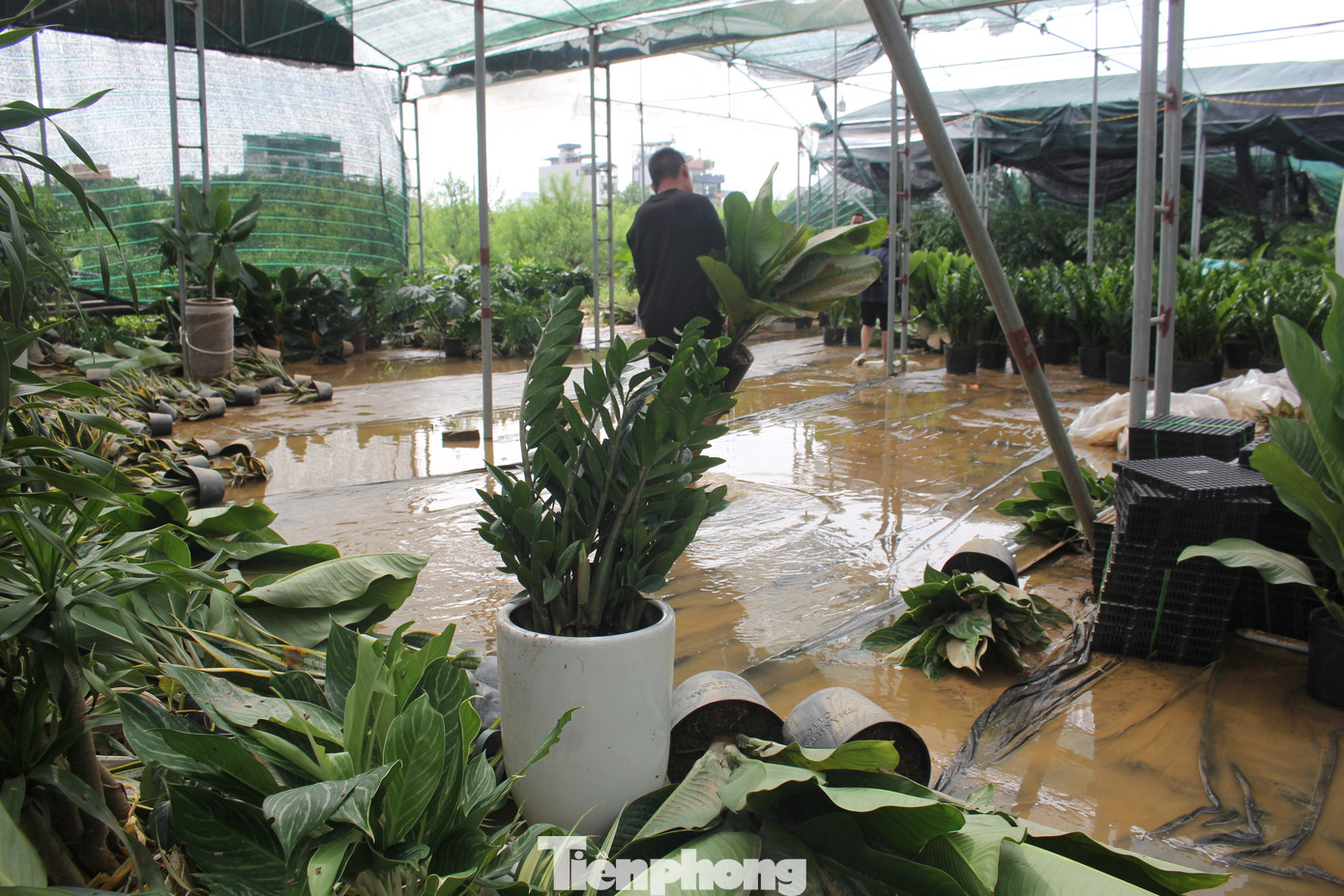 Trao đổi với Tiền Phong, anh Cao Văn Lực (Người làm việc tại vườn đào Nhật Tân) cho biết, hoa và đào sau khi bị lũ ngâm nhiều ngày sẽ bị úng rễ, khi nước rút và nắng lên sẽ lập tức bị héo rồi chết.