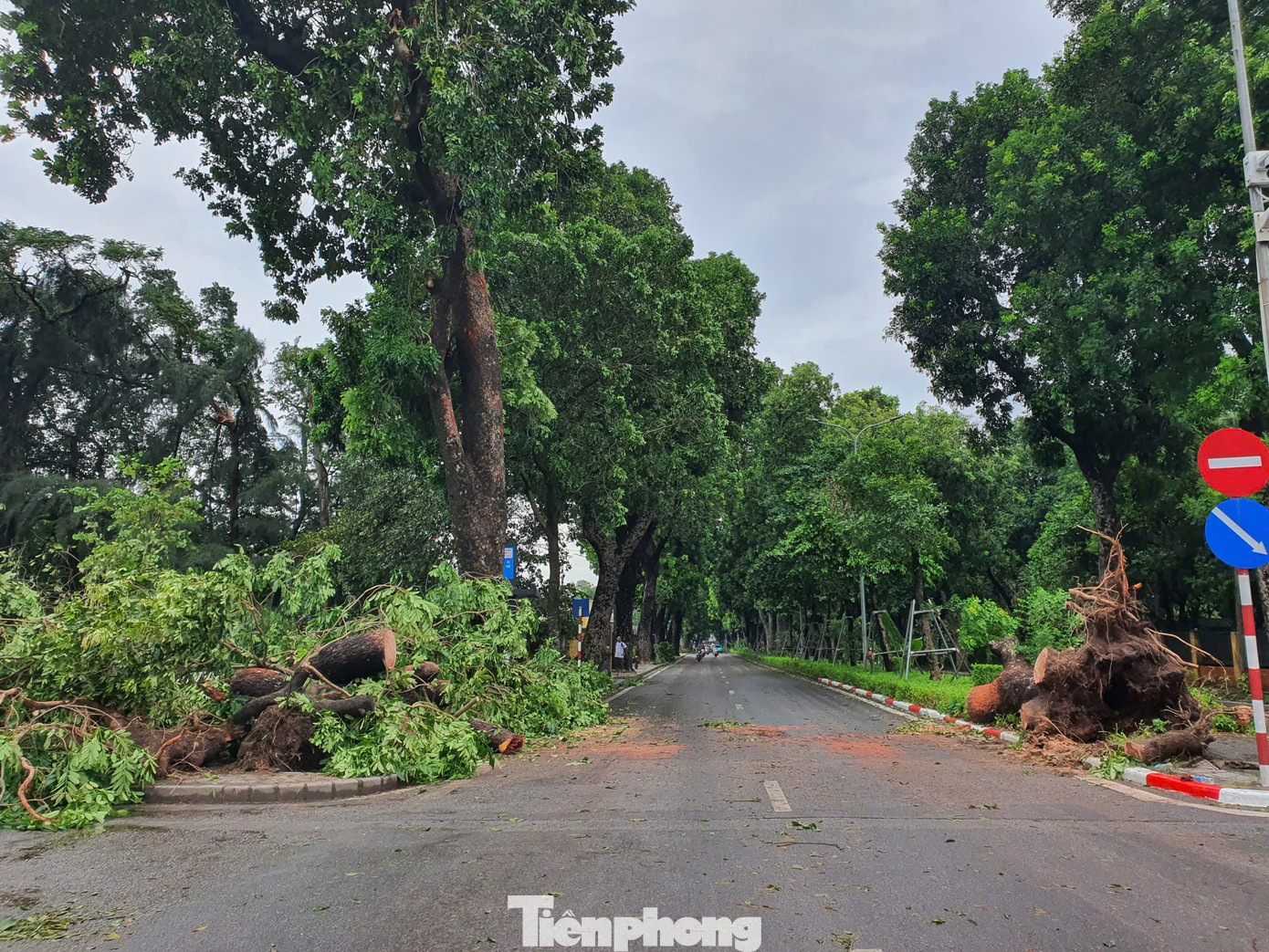 Tại đường Hoàng Diệu, cây cổ thụ ở khu vực gần Hoàng Thành Thăng Long bị bật gốc và gẫy đổ, khiến lực lượng chức năng phải cưa bỏ để không gây cản trở giao thông. Tại đường Hoàng Diệu, cây cổ thụ ở khu vực gần Hoàng Thành Thăng Long bị bật gốc và gẫy đổ, khiến lực lượng chức năng phải cưa bỏ để không gây cản trở giao thông.