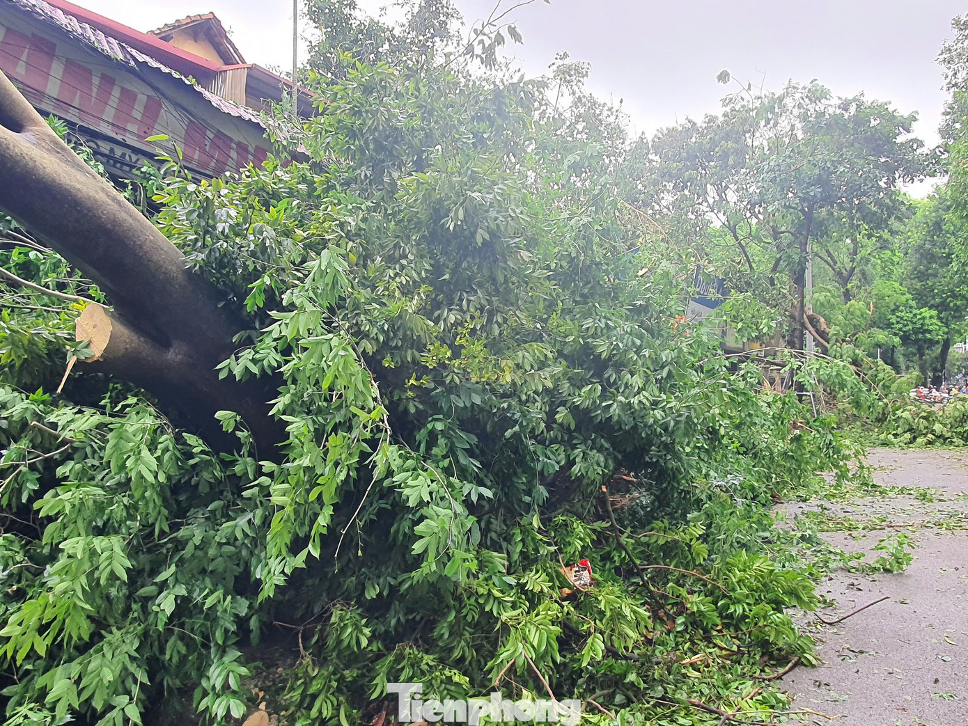 Cây cổ thụ vốn là địa điểm tập trung nhiều xe hoa trên đường Hoàng Diệu, bị bão đánh đổ vào khu nhà phía dưới. Cây cổ thụ vốn là địa điểm tập trung nhiều xe hoa trên đường Hoàng Diệu, bị bão đánh đổ vào khu nhà phía dưới.