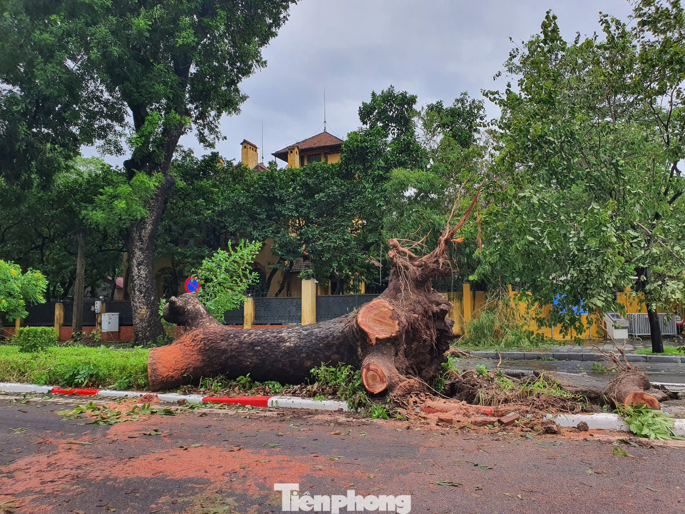 Tại đường Hoàng Diệu, cây cổ thụ ở khu vực gần Hoàng Thành Thăng Long bị bật gốc và gẫy đổ, khiến lực lượng chức năng phải cưa bỏ để không gây cản trở giao thông. Tại đường Hoàng Diệu, cây cổ thụ ở khu vực gần Hoàng Thành Thăng Long bị bật gốc và gẫy đổ, khiến lực lượng chức năng phải cưa bỏ để không gây cản trở giao thông.