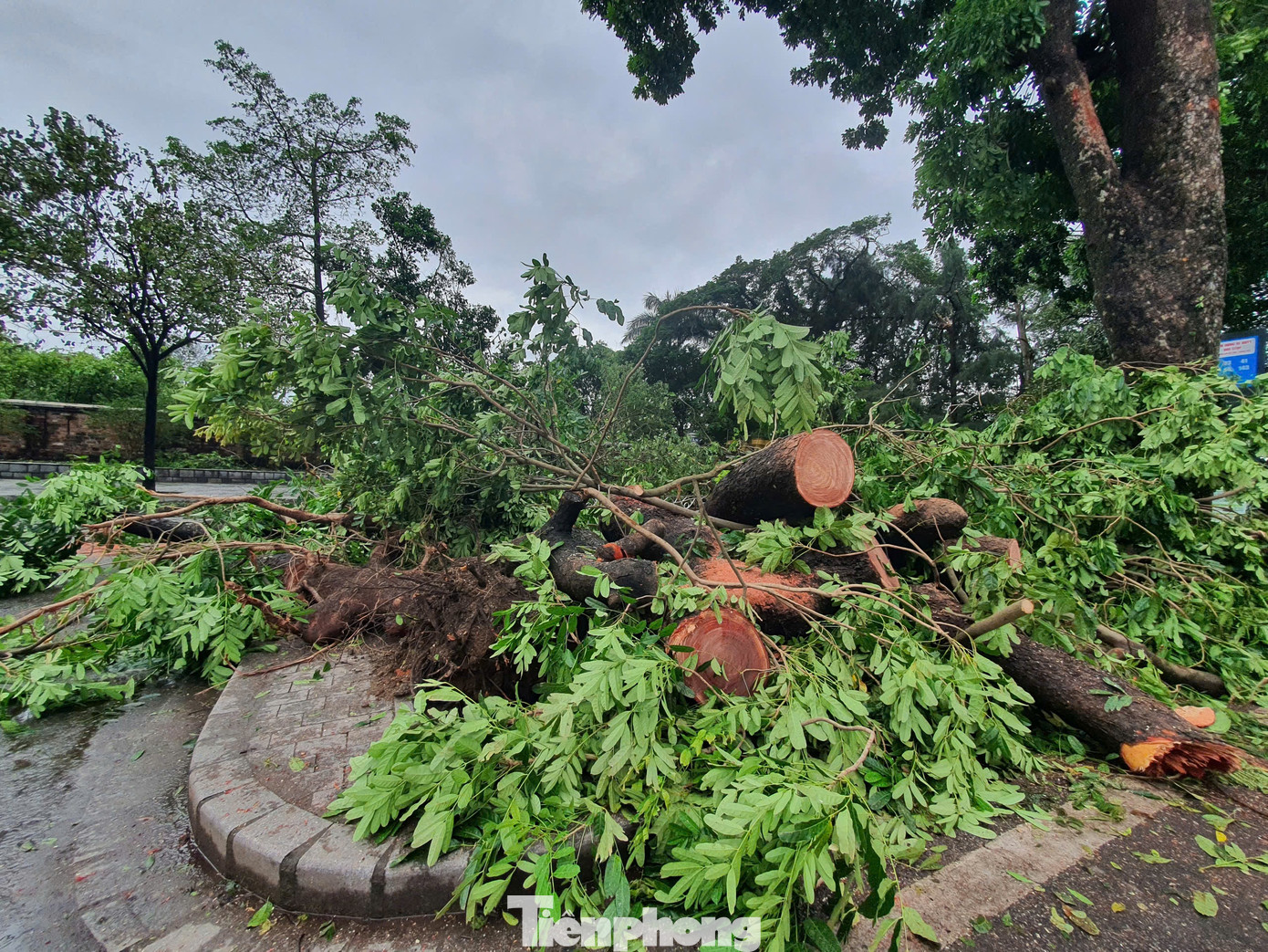 Tại đường Hoàng Diệu, cây cổ thụ ở khu vực gần Hoàng Thành Thăng Long bị bật gốc và gẫy đổ, khiến lực lượng chức năng phải cưa bỏ để không gây cản trở giao thông. Tại đường Hoàng Diệu, cây cổ thụ ở khu vực gần Hoàng Thành Thăng Long bị bật gốc và gẫy đổ, khiến lực lượng chức năng phải cưa bỏ để không gây cản trở giao thông.