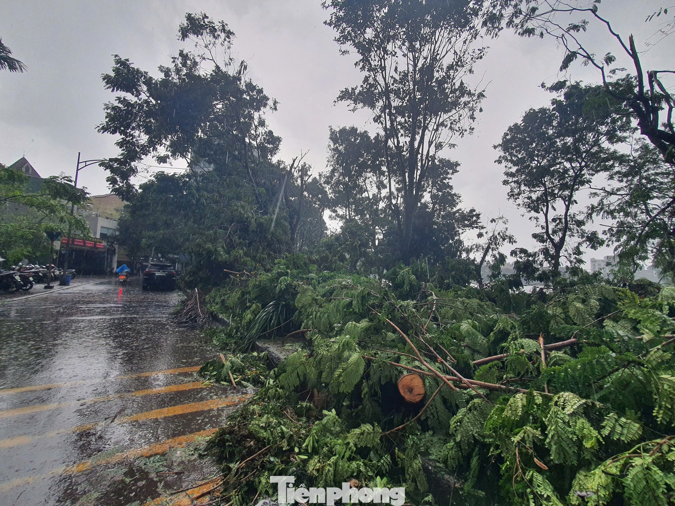 Liên quan đến công tác khắc phục hậu quả của siêu bão Yagi, đối với việc gãy đổ cây xanh trên các tuyến đường như Điện Biên Phủ, Hoàng Diệu, Phan Đình Phùng nói riêng và toàn Hà Nội nói chung, Bí thư Thành ủy Hà Nội Bùi Thị Minh Hoài nhấn mạnh: “Đối với cây xanh gãy đổ, cây nào cứu được phải hết sức cứu, dựng lại được phải dựng lại để chăm sóc, bần cùng bất đắc dĩ mới phải cưa bỏ; vì trồng được một cây không dễ và mất rất nhiều thời gian”. Liên quan đến công tác khắc phục hậu quả của siêu bão Yagi, đối với việc gãy đổ cây xanh trên các tuyến đường như Điện Biên Phủ, Hoàng Diệu, Phan Đình Phùng nói riêng và toàn Hà Nội nói chung, Bí thư Thành ủy Hà Nội Bùi Thị Minh Hoài nhấn mạnh: “Đối với cây xanh gãy đổ, cây nào cứu được phải hết sức cứu, dựng lại được phải dựng lại để chăm sóc, bần cùng bất đắc dĩ mới phải cưa bỏ; vì trồng được một cây không dễ và mất rất nhiều thời gian”.
