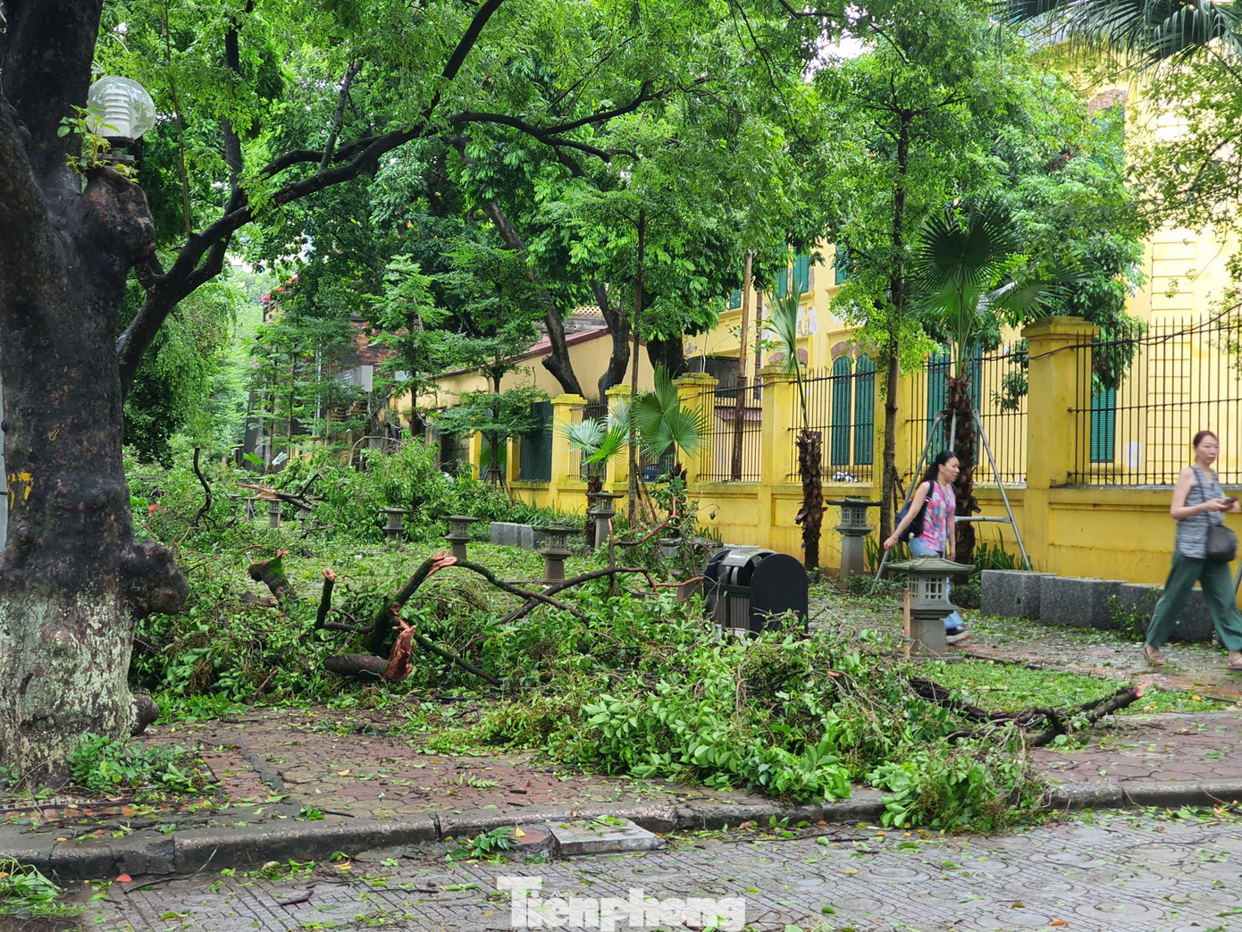 Tại phố Phan Đình Phùng, khung cảnh con đường với những xe hoa mùa thu hai bên đường, nay đã được thay thế bởi những gốc cây nghiêng ngả, bị cưa thành nhiều đoạn. Tại phố Phan Đình Phùng, khung cảnh con đường với những xe hoa mùa thu hai bên đường, nay đã được thay thế bởi những gốc cây nghiêng ngả, bị cưa thành nhiều đoạn.