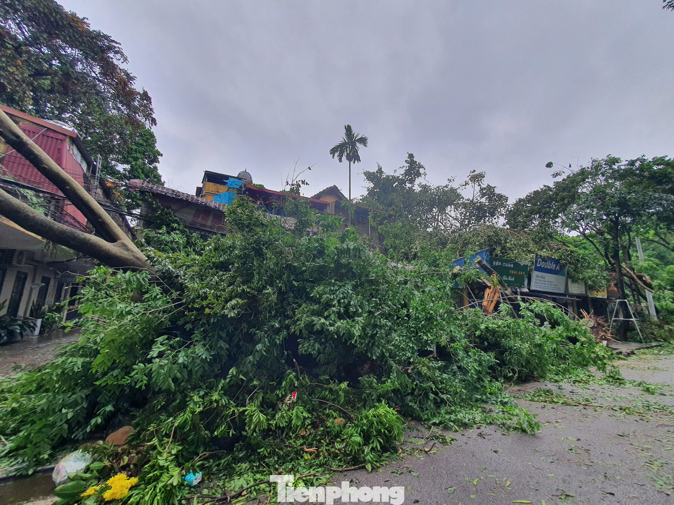 Siêu bão số 3 đã đi qua Hà Nội nhưng hậu quả để lại là vô cùng nặng nề, nhất là đối với hệ thống cây xanh, trên những con đường được mệnh danh là đẹp nhất Thủ đô. Siêu bão số 3 đã đi qua Hà Nội nhưng hậu quả để lại là vô cùng nặng nề, nhất là đối với hệ thống cây xanh, trên những con đường được mệnh danh là đẹp nhất Thủ đô.