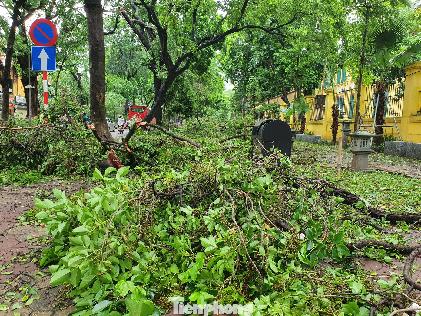 Liên quan đến công tác khắc phục hậu quả của siêu bão Yagi, đối với việc gãy đổ cây xanh trên các tuyến đường như Điện Biên Phủ, Hoàng Diệu, Phan Đình Phùng nói riêng và toàn Hà Nội nói chung, Bí thư Thành ủy Hà Nội Bùi Thị Minh Hoài nhấn mạnh: “Đối với cây xanh gãy đổ, cây nào cứu được phải hết sức cứu, dựng lại được phải dựng lại để chăm sóc, bần cùng bất đắc dĩ mới phải cưa bỏ; vì trồng được một cây không dễ và mất rất nhiều thời gian”. Liên quan đến công tác khắc phục hậu quả của siêu bão Yagi, đối với việc gãy đổ cây xanh trên các tuyến đường như Điện Biên Phủ, Hoàng Diệu, Phan Đình Phùng nói riêng và toàn Hà Nội nói chung, Bí thư Thành ủy Hà Nội Bùi Thị Minh Hoài nhấn mạnh: “Đối với cây xanh gãy đổ, cây nào cứu được phải hết sức cứu, dựng lại được phải dựng lại để chăm sóc, bần cùng bất đắc dĩ mới phải cưa bỏ; vì trồng được một cây không dễ và mất rất nhiều thời gian”.