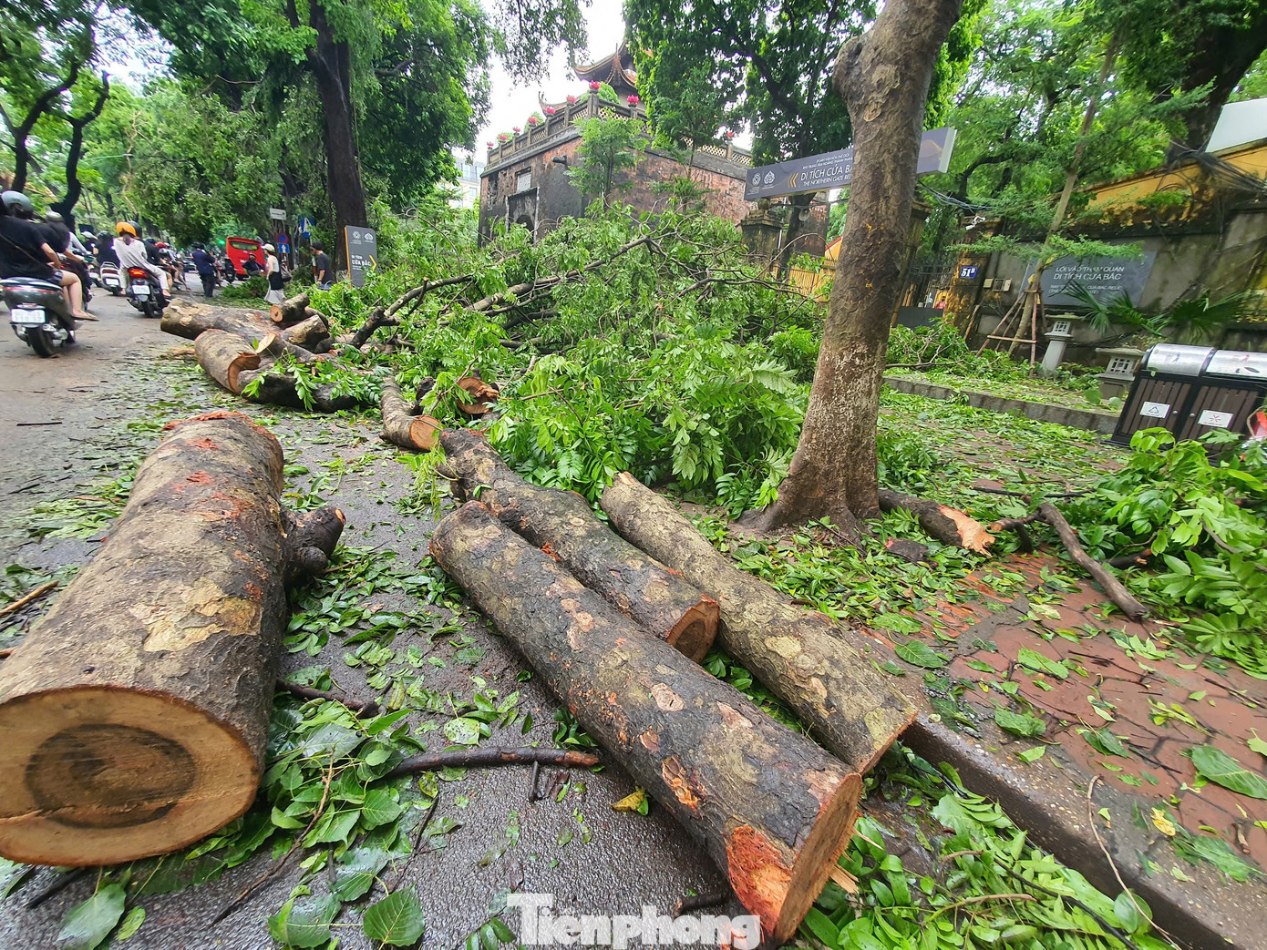 Tại phố Phan Đình Phùng, khung cảnh con đường với những xe hoa mùa thu hai bên đường, nay đã được thay thế bởi những gốc cây nghiêng ngả, bị cưa thành nhiều đoạn. Tại phố Phan Đình Phùng, khung cảnh con đường với những xe hoa mùa thu hai bên đường, nay đã được thay thế bởi những gốc cây nghiêng ngả, bị cưa thành nhiều đoạn.