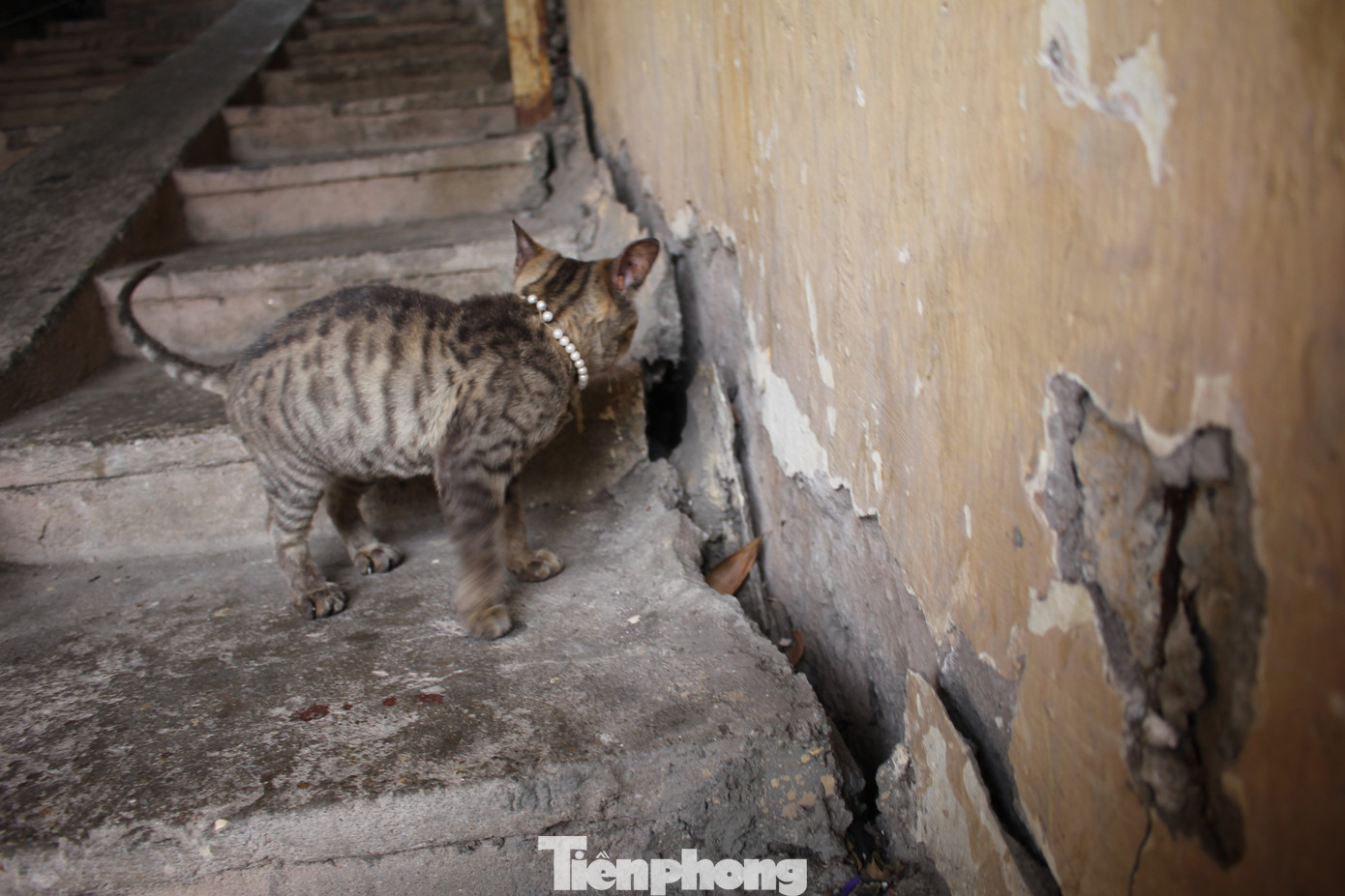 Tháng 10/2010, Sở Xây dựng Hà Nội ra văn bản xếp chung cư A7 Tân Mai vào loại nguy hiểm cấp C, cần ưu tiên cải tạo. Mặc dù vậy, sau 14 năm, dự án cải tạo tòa nhà vẫn không có tiến triển, khiến cư dân luôn sống trong lo sợ về việc sập nhà.