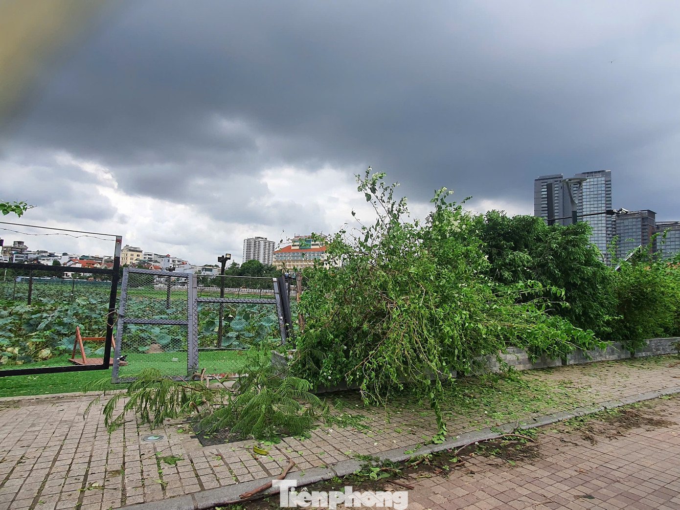 Địa điểm chụp sen ở hồ Tây bị bão đánh nghiêng ngả. Địa điểm chụp sen ở hồ Tây bị bão đánh nghiêng ngả.