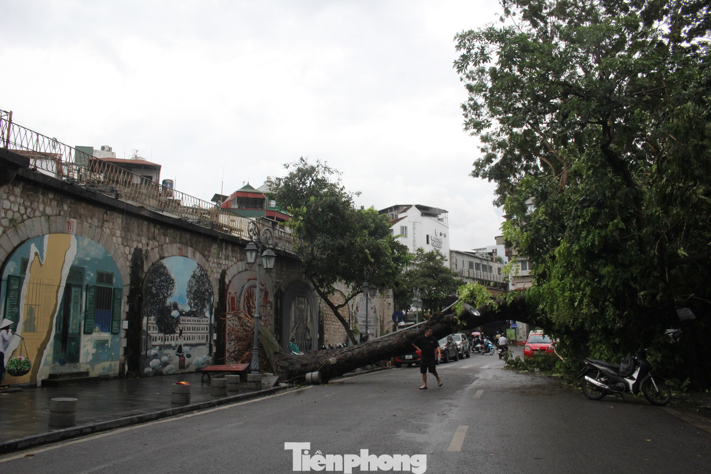 Cây cổ thụ nổi tiếng trên phố bích họa Phùng Hưng bị bão đánh ngã, chắn ngang đường. Cây cổ thụ nổi tiếng trên phố bích họa Phùng Hưng bị bão đánh ngã, chắn ngang đường.