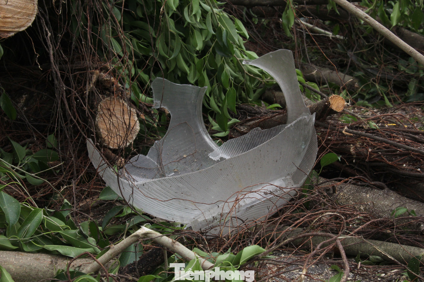 Siêu bão khiến khu vực vườn hoa trước tượng cặp rồng thời Lý ở hồ Tây tan hoang, đèn đường vỡ vụn. Siêu bão khiến khu vực vườn hoa trước tượng cặp rồng thời Lý ở hồ Tây tan hoang, đèn đường vỡ vụn.