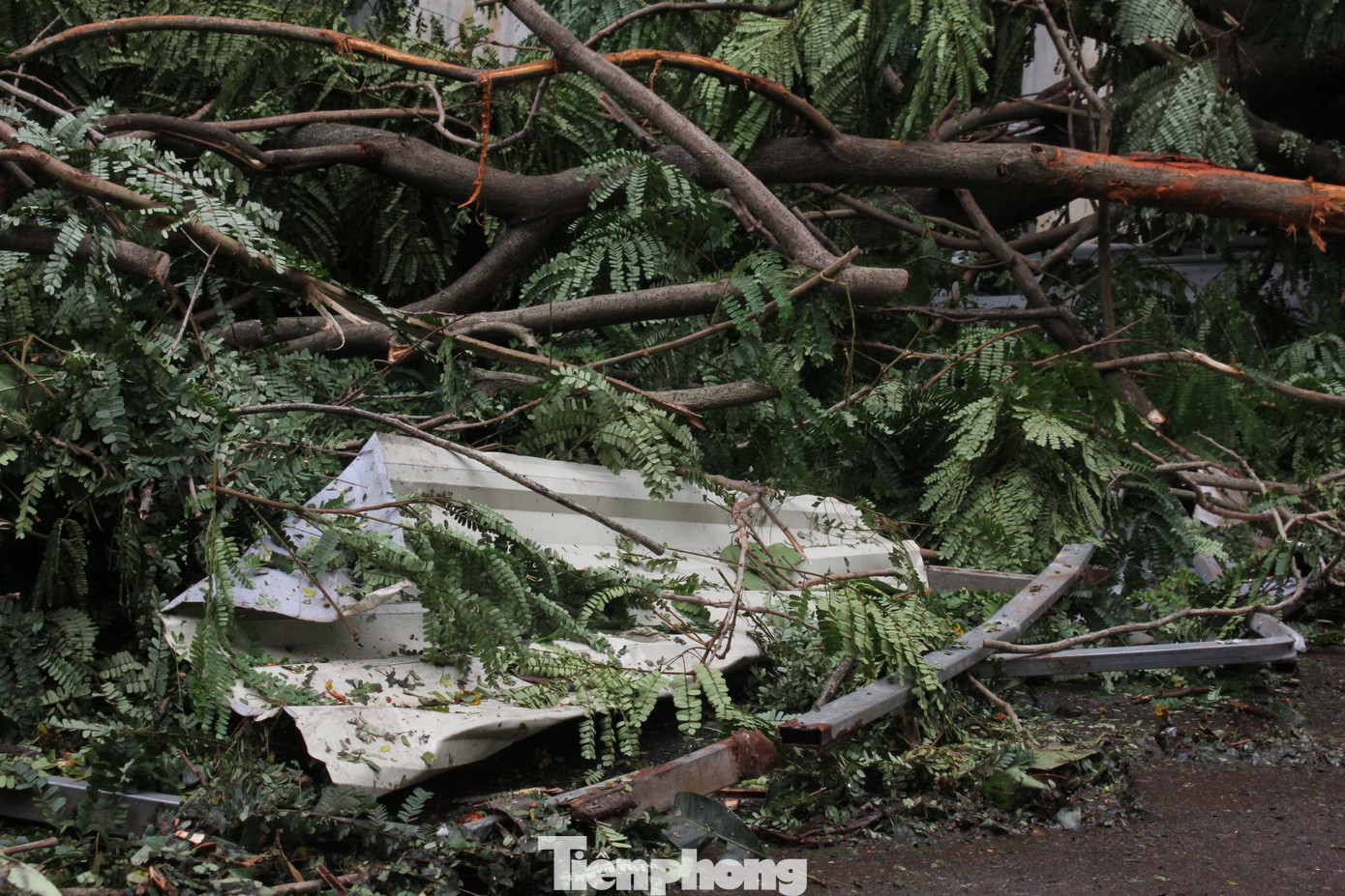 Phần cổng và tôn quây của dự án bị cây to đè lên và đổ sập. Phần cổng và tôn quây của dự án bị cây to đè lên và đổ sập.