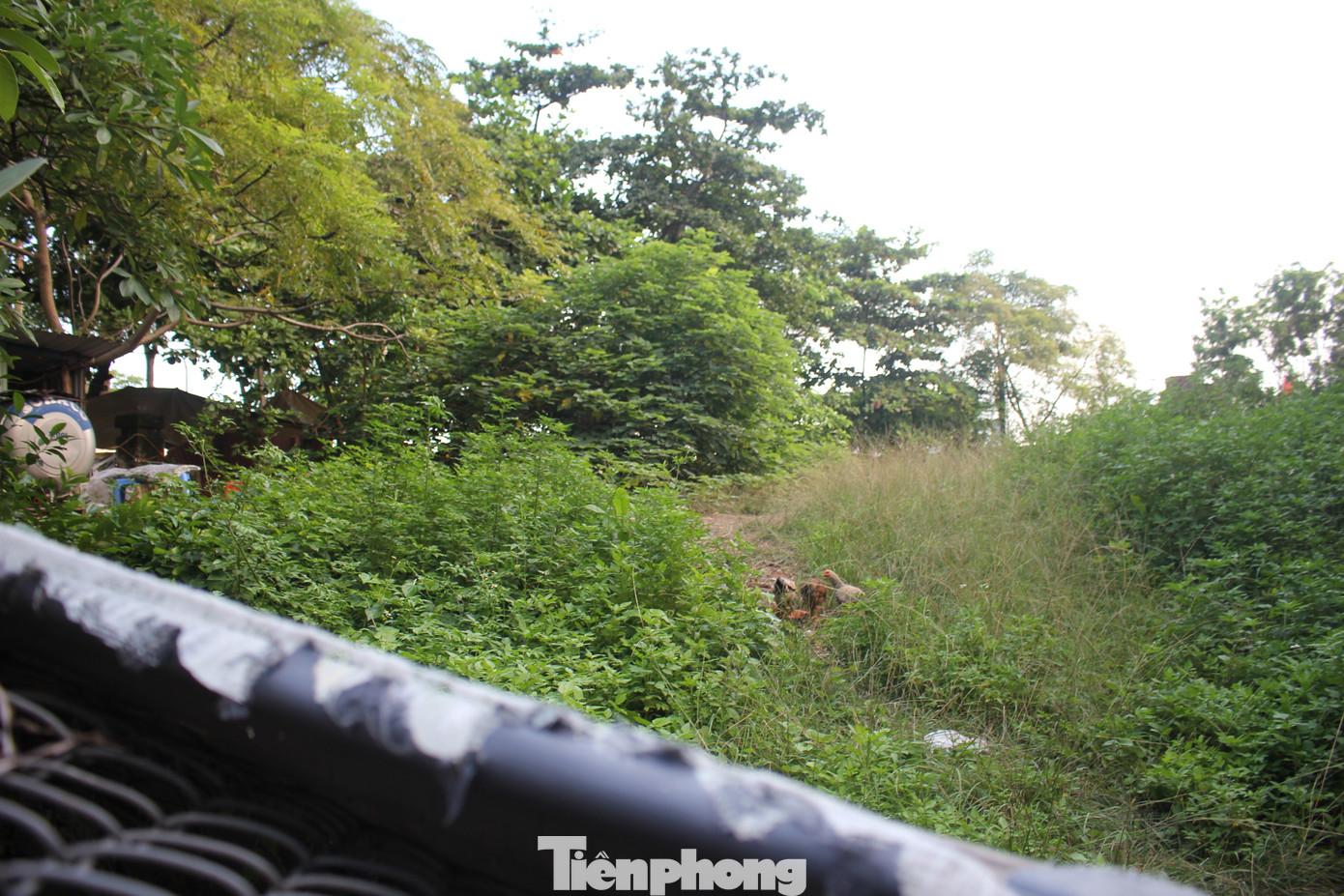 Khuôn viên dự án từ lâu đã bị cây dại che kín, trở thành nơi thả gà và xả rác của người dân xung quanh.