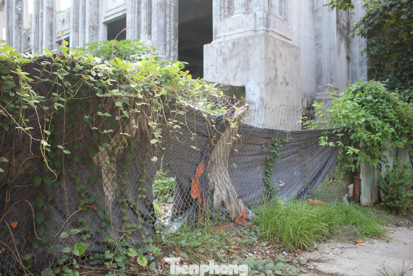 Khuôn viên dự án từ lâu đã bị cây dại che kín, trở thành nơi thả gà và xả rác của người dân xung quanh.