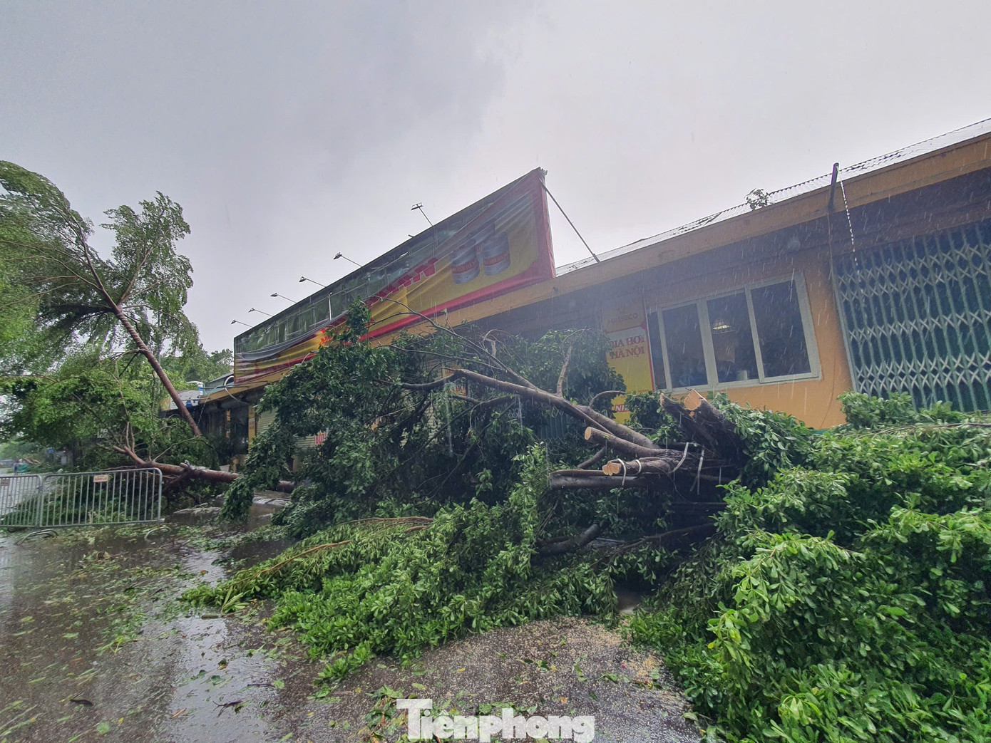Không chỉ các dự án, nhiều nhà dân cũng bị ảnh hưởng nặng nề vì siêu bão. Trong hình là dãy nhà trên đường Lê Duẩn bị cây đổ rạp trước cửa, không có lối ra vào. Không chỉ các dự án, nhiều nhà dân cũng bị ảnh hưởng nặng nề vì siêu bão. Trong hình là dãy nhà trên đường Lê Duẩn bị cây đổ rạp trước cửa, không có lối ra vào.