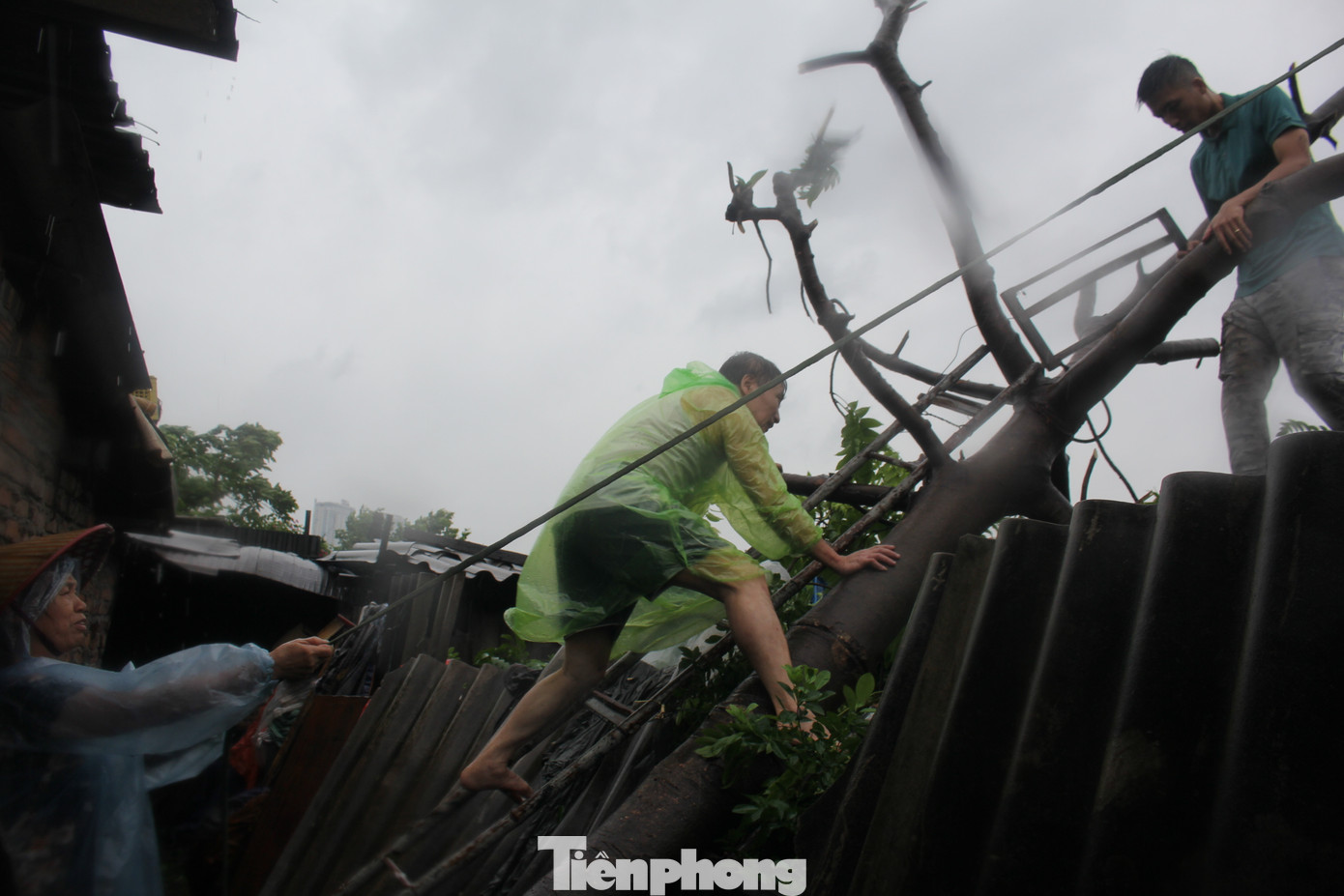 Bão khiến cây lớn đổ đè lên mái khu nhà trọ cấp 4 của ông Chiến. Do đó, dù đã hơn 70 tuổi và sức khỏe kém nhưng ông Chiến và vợ vẫn đội mưa cùng con trai chặt bớt những nhánh cây đang đâm xuống mái nhà trọ.