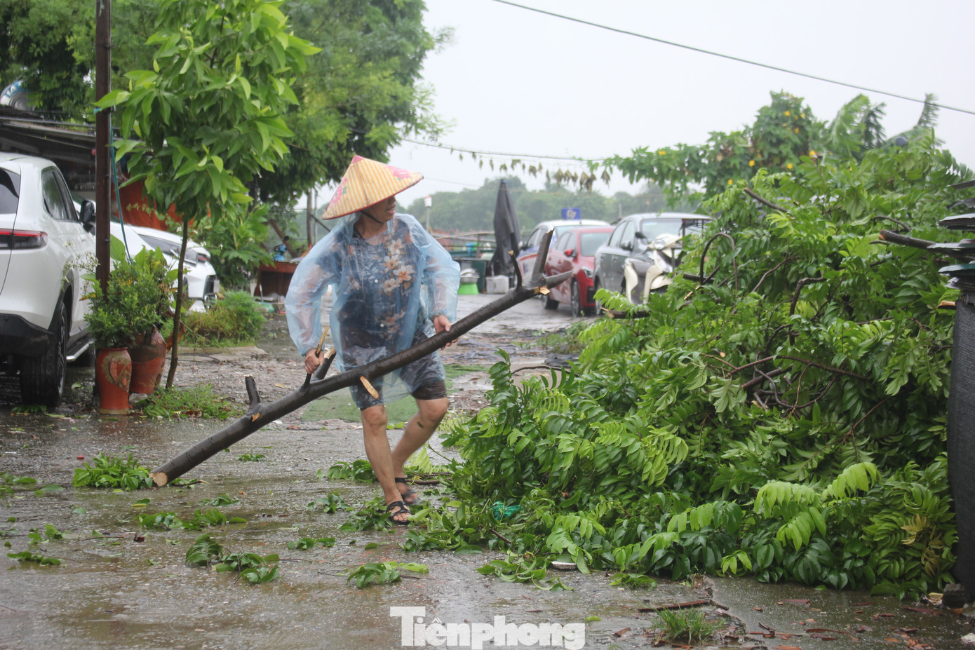 Bão khiến cây lớn đổ đè lên mái khu nhà trọ cấp 4 của ông Chiến. Do đó, dù đã hơn 70 tuổi và sức khỏe kém nhưng ông Chiến và vợ vẫn đội mưa cùng con trai chặt bớt những nhánh cây đang đâm xuống mái nhà trọ.