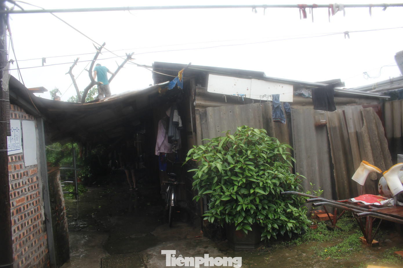 Ghi nhận thực tế tại khu nhà trọ tạm bợ dưới chân cầu Long Biên (Phúc Xá, Ba Đình), siêu bão đã khiến nhiều căn nhà cấp 4, lợp pro xi măng liêu xiêu.