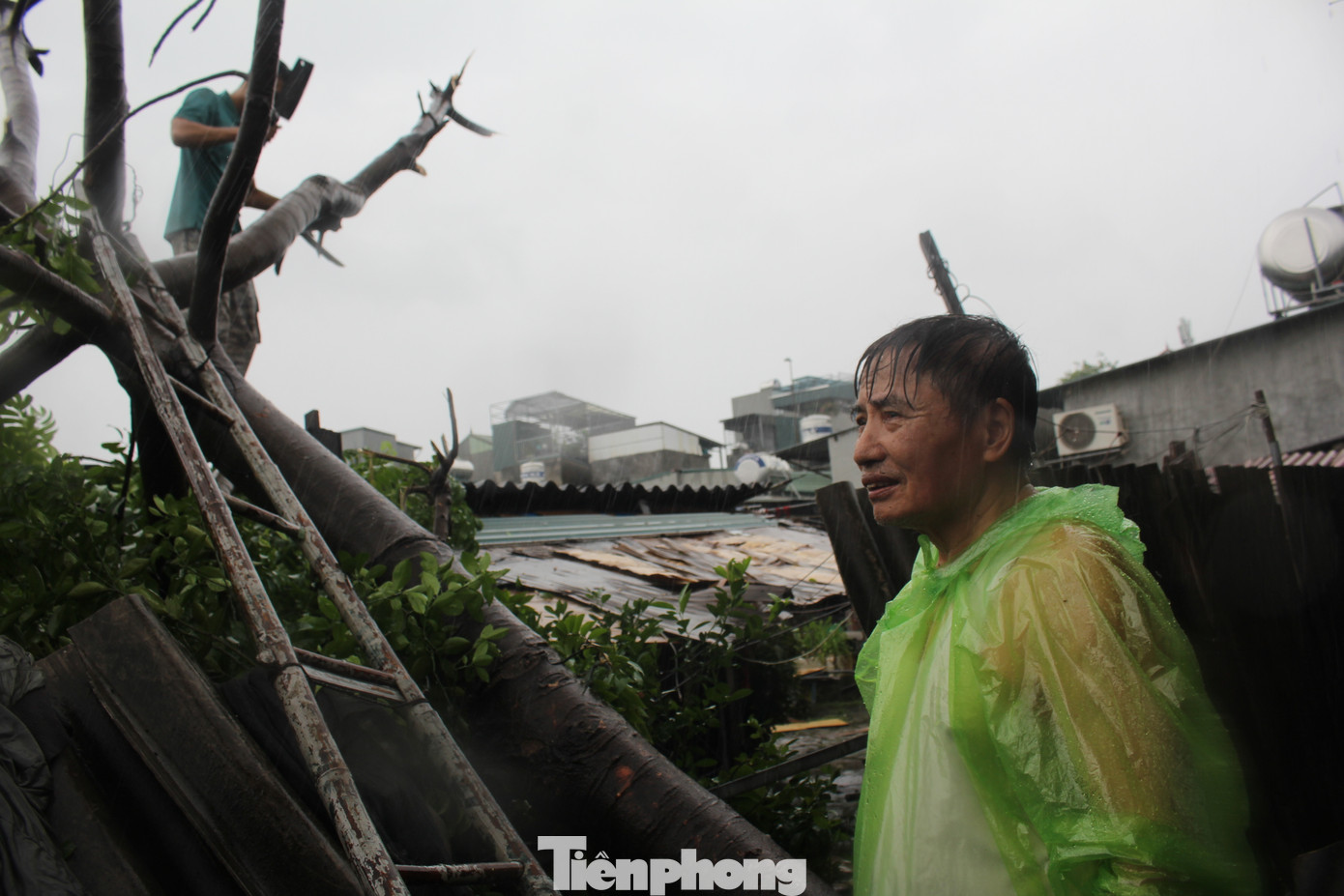 Bão khiến cây lớn đổ đè lên mái khu nhà trọ cấp 4 của ông Chiến. Do đó, dù đã hơn 70 tuổi và sức khỏe kém nhưng ông Chiến và vợ vẫn đội mưa cùng con trai chặt bớt những nhánh cây đang đâm xuống mái nhà trọ.