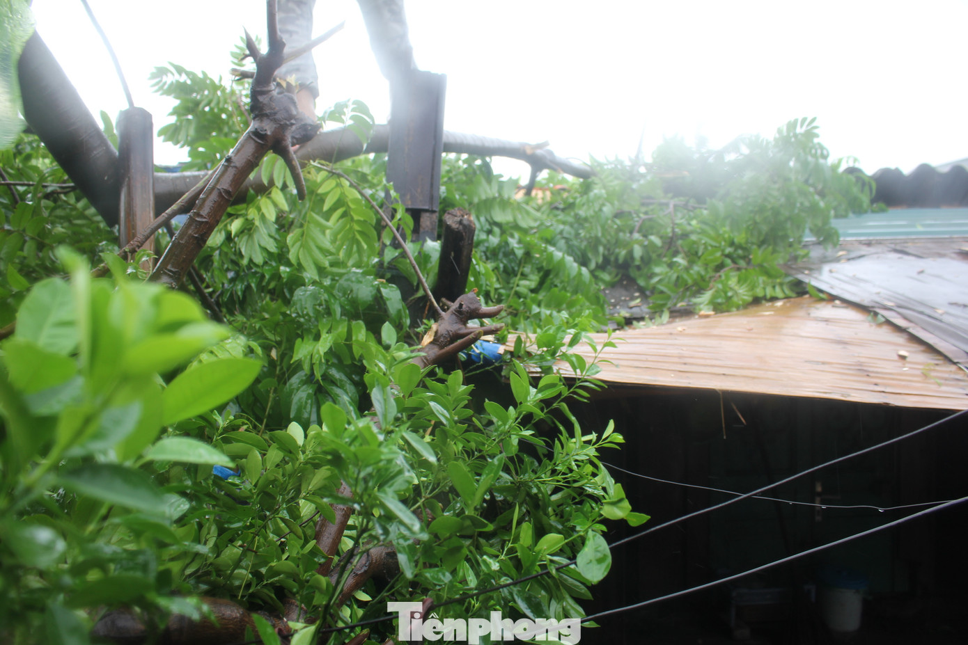 Ghi nhận thực tế tại khu nhà trọ tạm bợ dưới chân cầu Long Biên (Phúc Xá, Ba Đình), siêu bão đã khiến nhiều căn nhà cấp 4, lợp pro xi măng liêu xiêu.