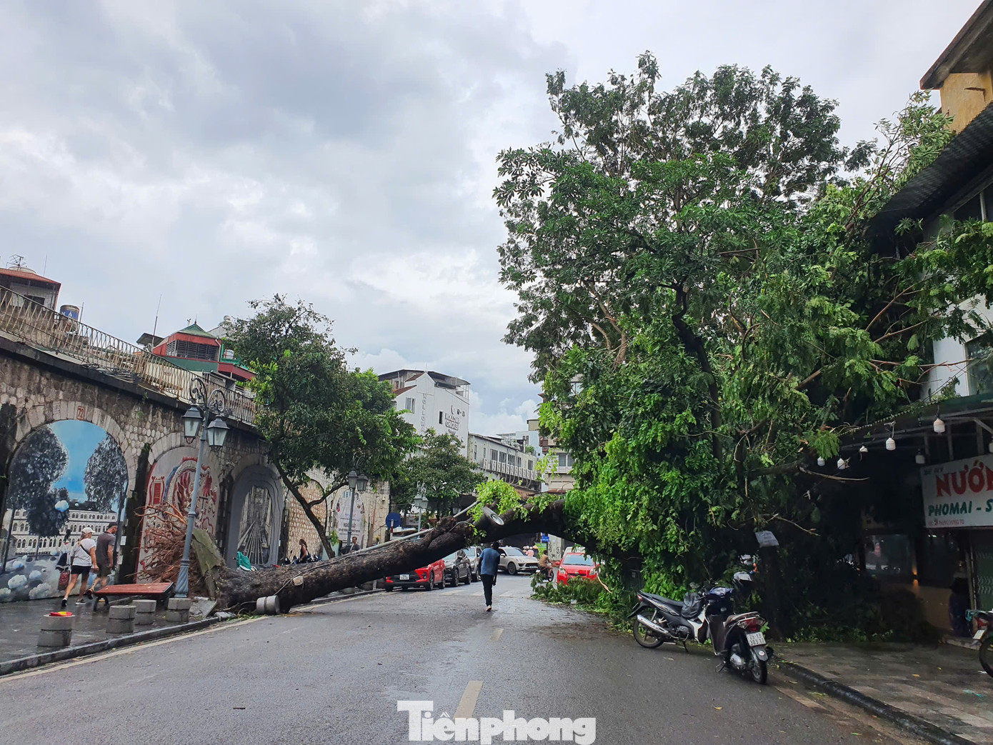 Cây cổ thụ nổi tiếng trên phố bích họa Phùng Hưng bị bão đánh ngã, chắn ngang đường. Cây cổ thụ nổi tiếng trên phố bích họa Phùng Hưng bị bão đánh ngã, chắn ngang đường.