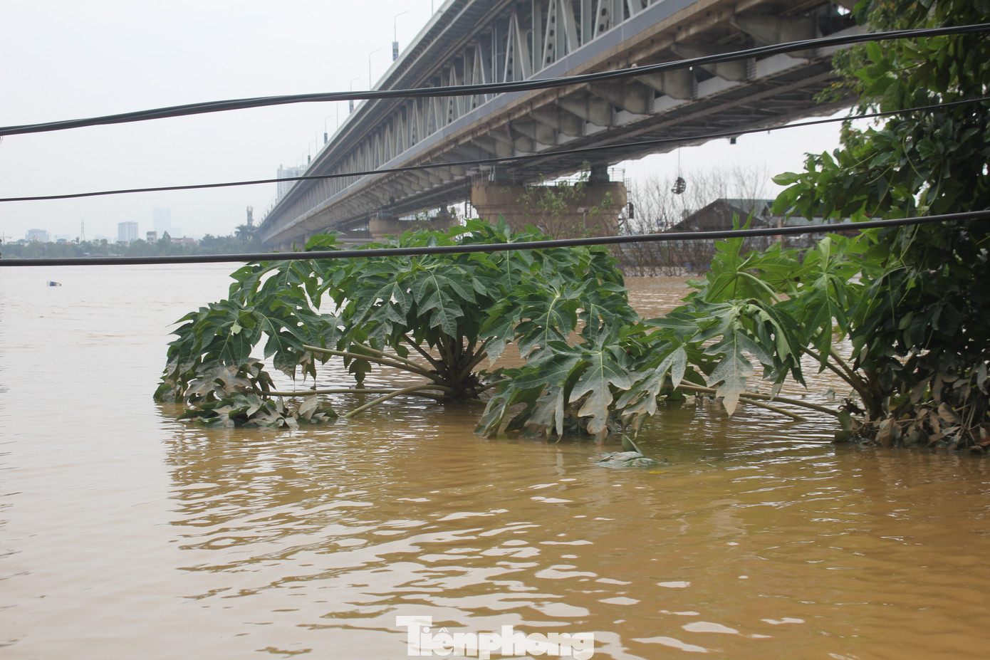 Tuy nhiên, do triều cường đang lên ở vùng ven biển, khiến lũ ở hạ du đồng bằng Bắc Bộ xuống rất chậm.