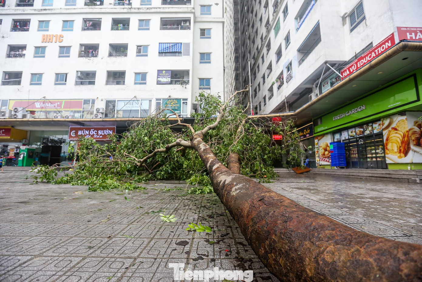 Siêu bão khiến hàng loạt cây lớn bật gốc, đổ đè lên ô tô, chắn ngang lối đi và sân nội khu trong khu đô thị đông dân nhất Thủ đô - KĐT Linh Đàm (quận Hoàng Mai). Siêu bão khiến hàng loạt cây lớn bật gốc, đổ đè lên ô tô, chắn ngang lối đi và sân nội khu trong khu đô thị đông dân nhất Thủ đô - KĐT Linh Đàm (quận Hoàng Mai).