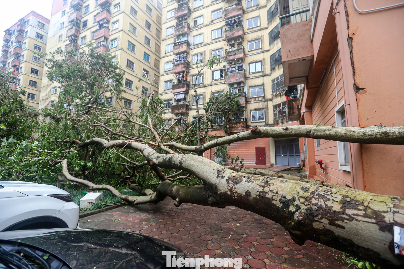 Siêu bão khiến hàng loạt cây lớn bật gốc, đổ đè lên ô tô, chắn ngang lối đi và sân nội khu trong khu đô thị đông dân nhất Thủ đô - KĐT Linh Đàm (quận Hoàng Mai). Siêu bão khiến hàng loạt cây lớn bật gốc, đổ đè lên ô tô, chắn ngang lối đi và sân nội khu trong khu đô thị đông dân nhất Thủ đô - KĐT Linh Đàm (quận Hoàng Mai).