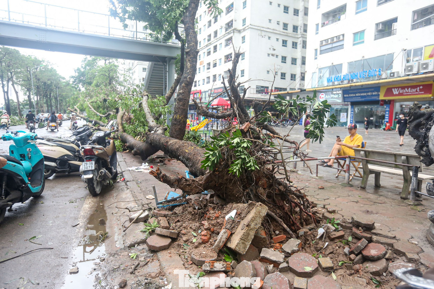 Siêu bão khiến hàng loạt cây lớn bật gốc, đổ đè lên ô tô, chắn ngang lối đi và sân nội khu trong khu đô thị đông dân nhất Thủ đô - KĐT Linh Đàm (quận Hoàng Mai). Siêu bão khiến hàng loạt cây lớn bật gốc, đổ đè lên ô tô, chắn ngang lối đi và sân nội khu trong khu đô thị đông dân nhất Thủ đô - KĐT Linh Đàm (quận Hoàng Mai).