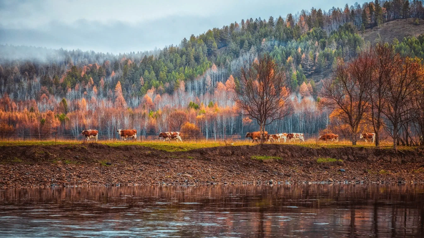 Từ giữa tháng 10 đến đầu tháng 11 hàng năm là lúc mùa thu ở Đại Hưng An Lĩnh đẹp nhất.