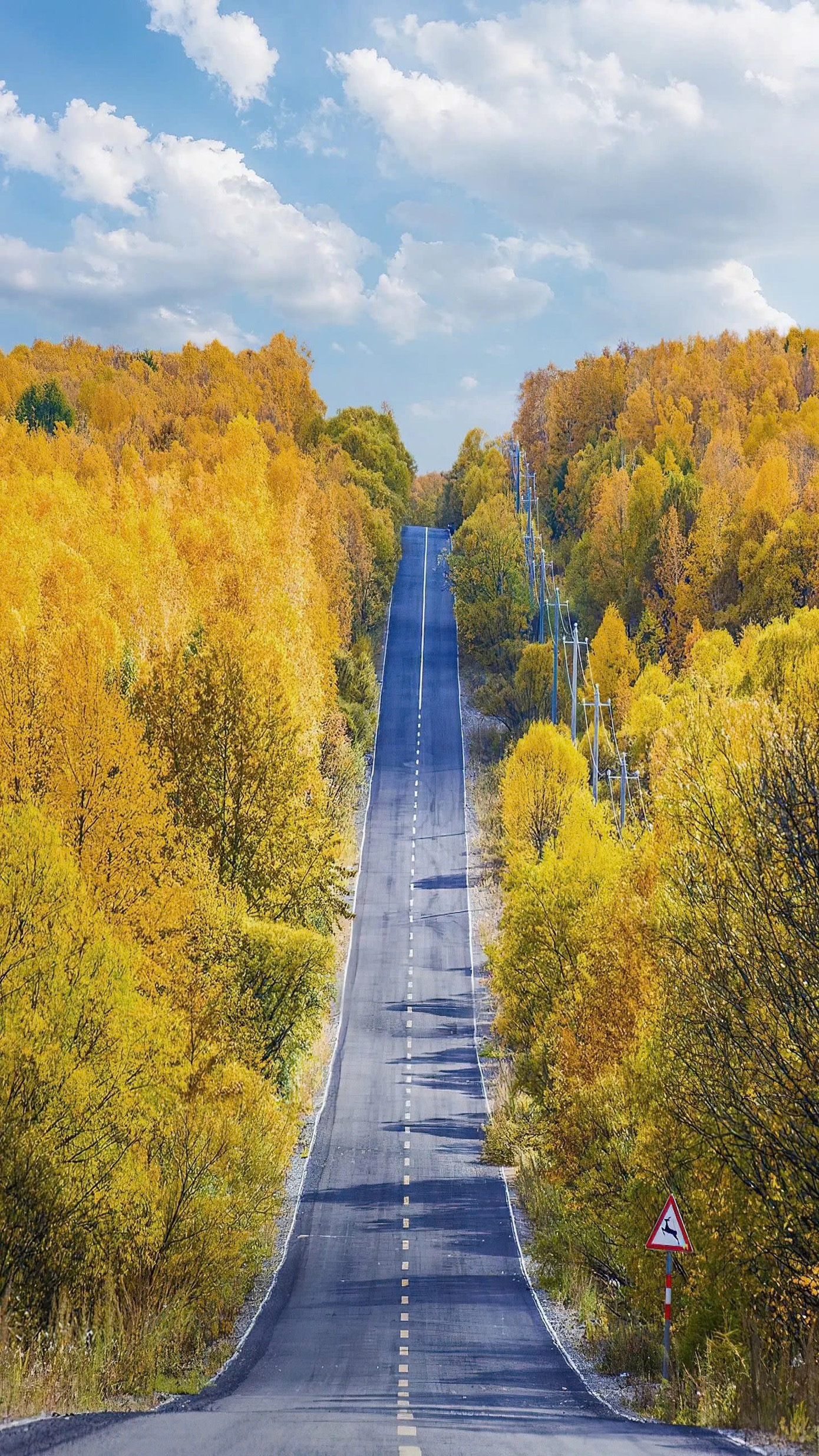 Khi mùa thu đến, màu sắc của từng loài cây trong dãy Đại Hưng An Lĩnh tựa như một bức tranh sơn dầu, khi dần dần chuyển sang màu vàng và đỏ rực.