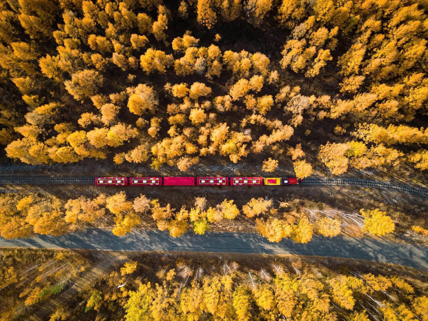 Hình ảnh chuyến tàu hơi nước xuyên rừng, đưa du khách khám phá khung cảnh mùa thu tại Đại Hưng An Lĩnh.