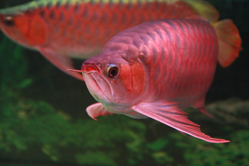 Huyết Long và Kim Long cao cấp (Quá bối và Kim Long đầu vàng) là mơ ước của những người chơi cá rồng