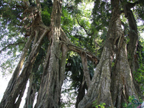 Cây si xóm Suối Cốc, xã Hòa Sơn có tuổi thọ 800 năm, vừa được công nhận là Cây Di sản. Cây si xóm Suối Cốc, xã Hòa Sơn có tuổi thọ 800 năm, vừa được công nhận là Cây Di sản