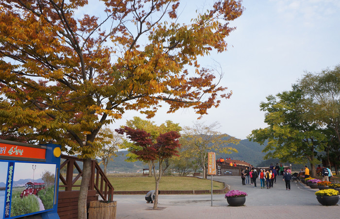 Sắc vàng trên con đường dẫn tới Vịnh Suncheon thuộc tỉnh tỉnh Jeolla Nam, cực Nam Hàn Quốc ngày 28/10/2013. Sắc vàng trên con đường dẫn tới Vịnh Suncheon thuộc tỉnh tỉnh Jeolla Nam, cực Nam Hàn Quốc ngày 28/10/2013