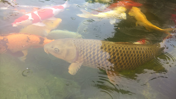 Công viên cá koi triệu đô nhộn nhịp dịp lễ 30/4 và 1/5 ảnh 2